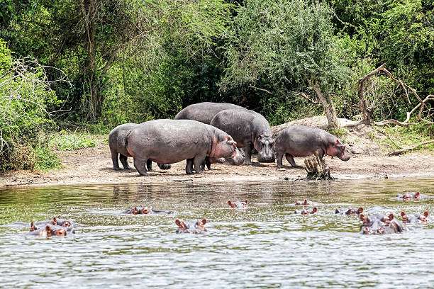 5-Day Uganda Wildlife Encounter Safari 5 Hippo in water at Lake Mburo National park at Uganda - On the land