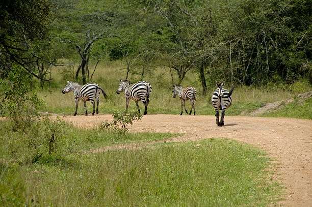 5-Day Uganda Wildlife Encounter Safari 4 Zebra In Lake Mburo National Parc, Uganda