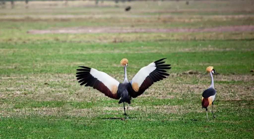 7 Days Birding & Murchison Falls 1 africa safaris birds